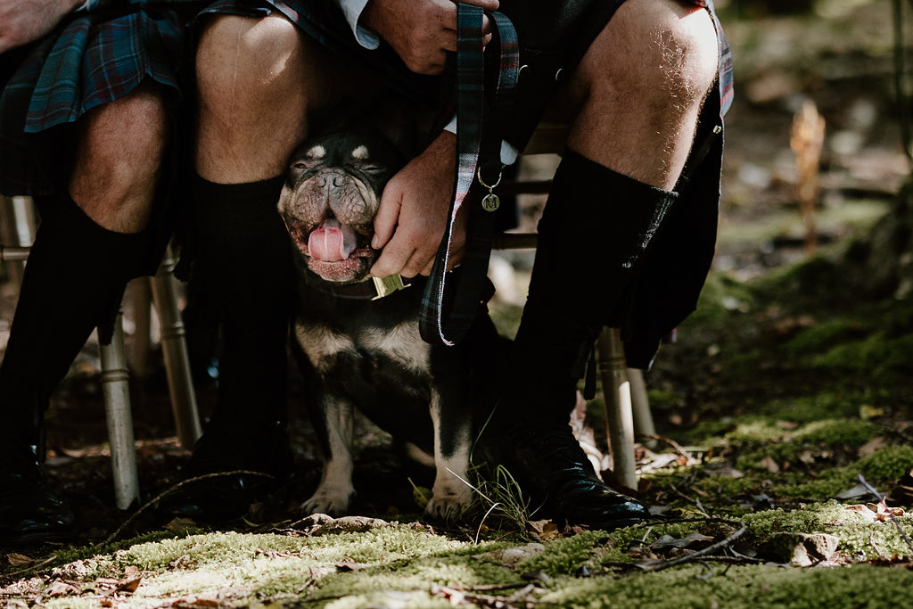 how to include your pet in your ceremony with mary gibson the celebrant angel aberdeen