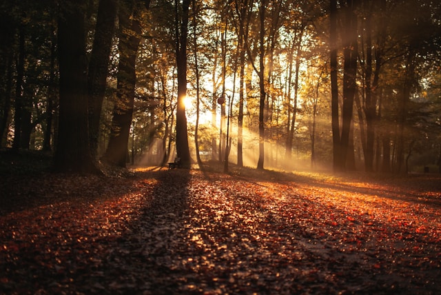 walking in nature can help reducing your blushing with the celebrant angel aberdeen humanist weddings aberdeen